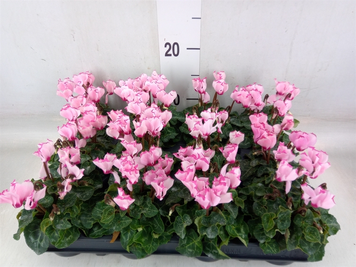 <h4>Cyclamen KL 'Verano Victoria'</h4>