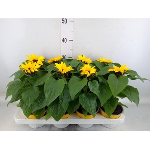 Helianthus an. 'Sunsation'