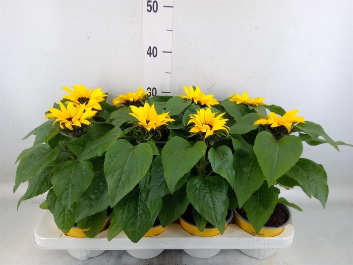 <h4>Helianthus an. 'Sunsation'</h4>