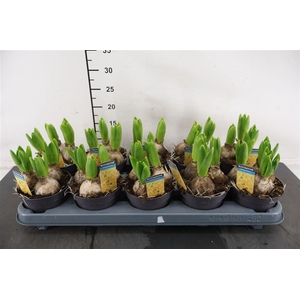 B Hyacint 12 Cm. P. Yellow 3 Pp. 80+ Nagels