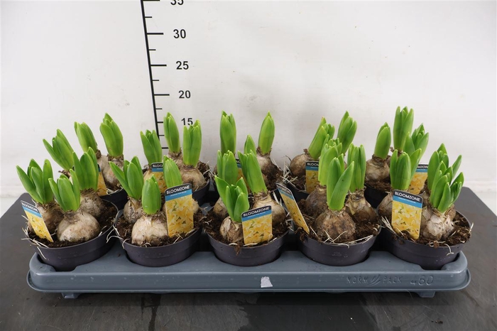 <h4>B Hyacint 12 Cm. P. Yellow 3 Pp. 80+ Nagels</h4>