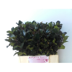 ILEX BL M BLU PRINCE