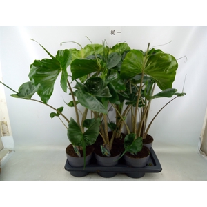 Alocasia macrorrhiza 'Stingray'