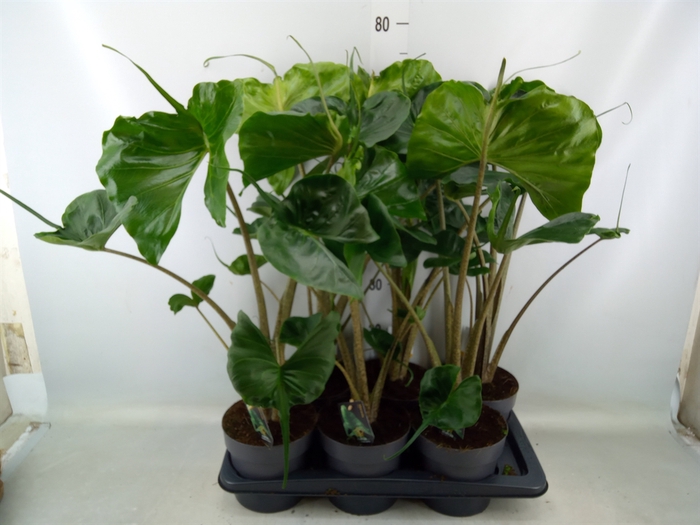 <h4>Alocasia macrorrhiza 'Stingray'</h4>