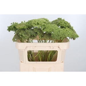 Ammi Majus Visnaga Zaad