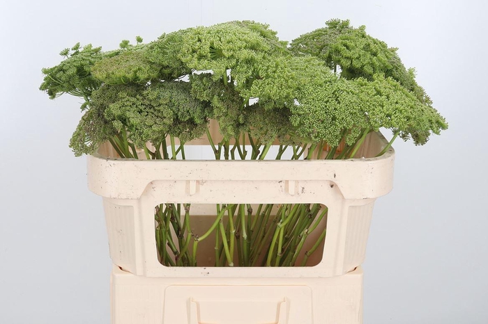 <h4>Ammi Majus Visnaga Zaad</h4>