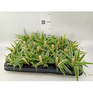 Chlorophytum com. 'Ocean'