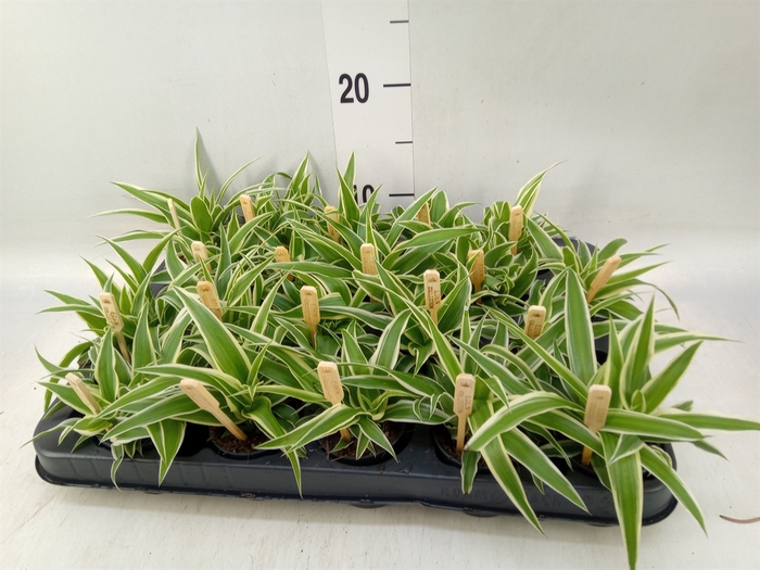 <h4>Chlorophytum com. 'Ocean'</h4>