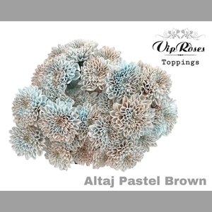 CHR T ALTAJ PASTEL BROWN