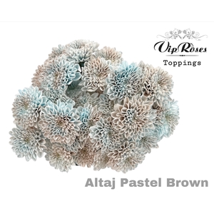 CHR T ALTAJ PASTEL BROWN