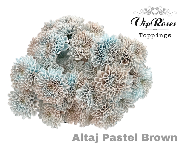 <h4>CHR T ALTAJ PASTEL BROWN</h4>