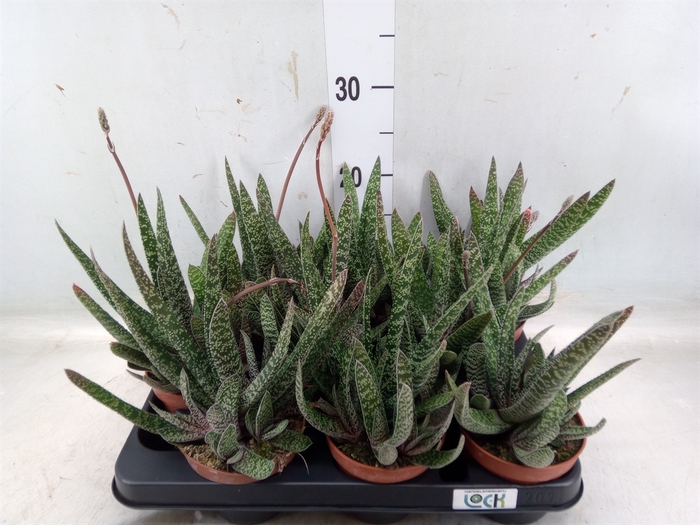 <h4>Gasteria</h4>