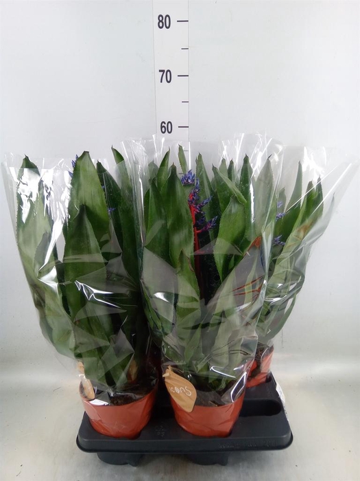 <h4>Aechmea   ...</h4>