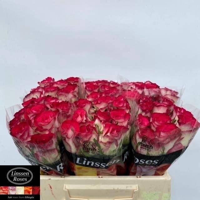 <h4>R GR CARICE!</h4>