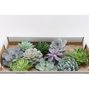 Echeveria Gemengd X10