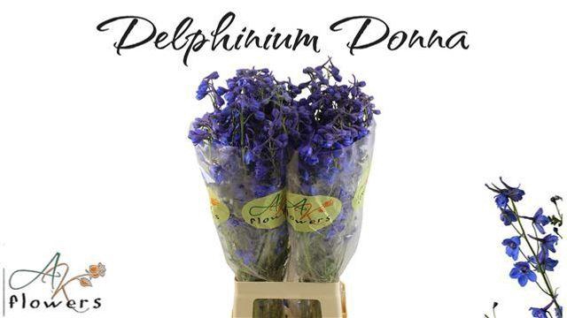 <h4>Delph En Donna</h4>