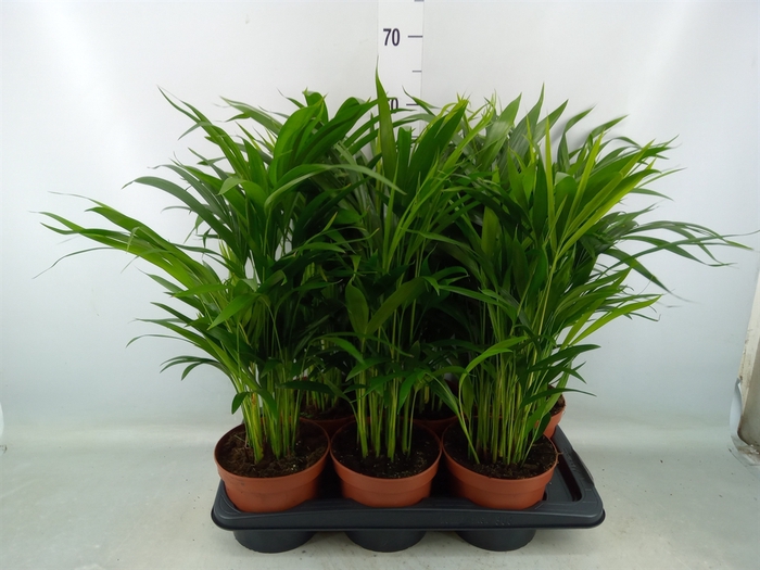 <h4>Dypsis lutescens   ...Chrysalidoca</h4>