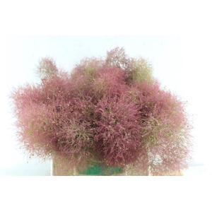 Cotinus C Mag Torch