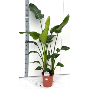 STRELITZIA NICOLAI