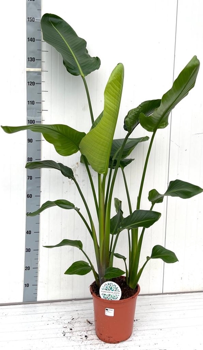 <h4>STRELITZIA NICOLAI</h4>