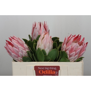 Protea Cyn. Ayoba Arctic Ice