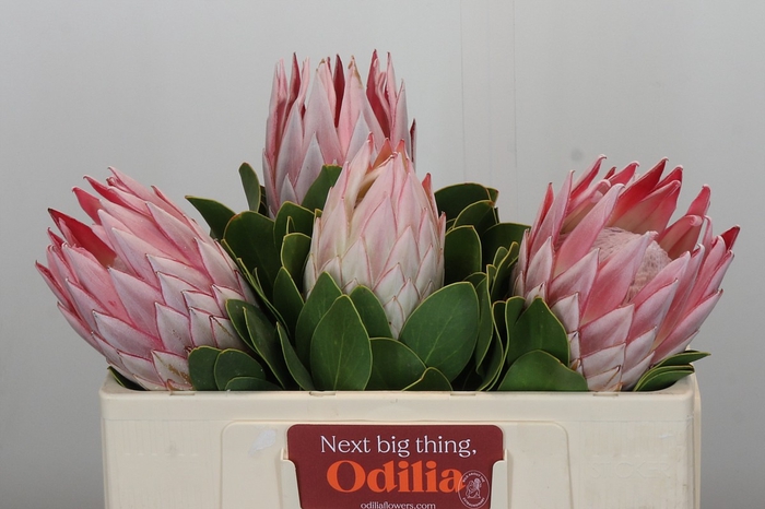 Protea Cyn. Ayoba Arctic Ice