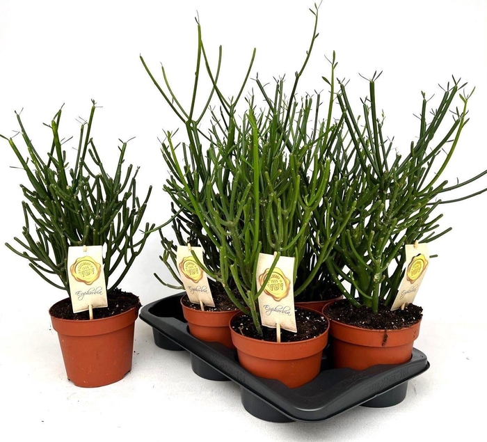 <h4>EUPHOR TIRUCALLI</h4>