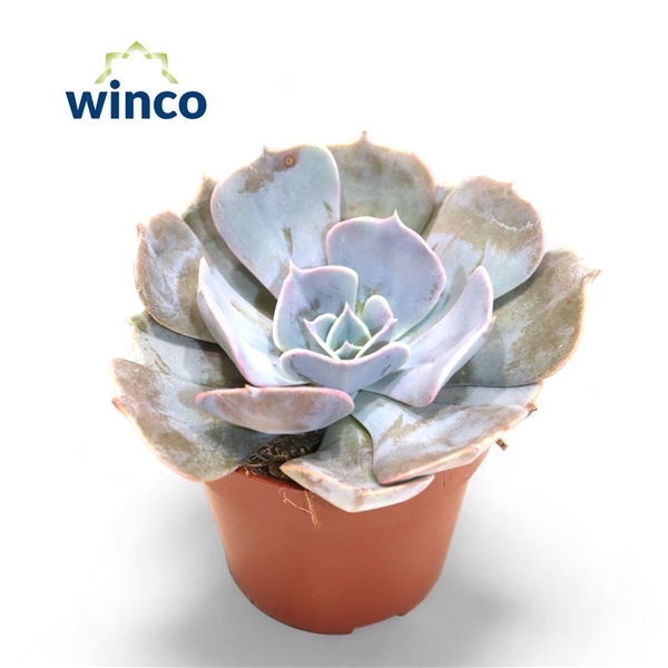 <h4>Echeveria Pollux</h4>