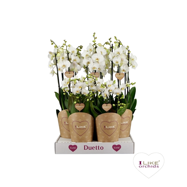 <h4>Duetto Combi tray wit</h4>