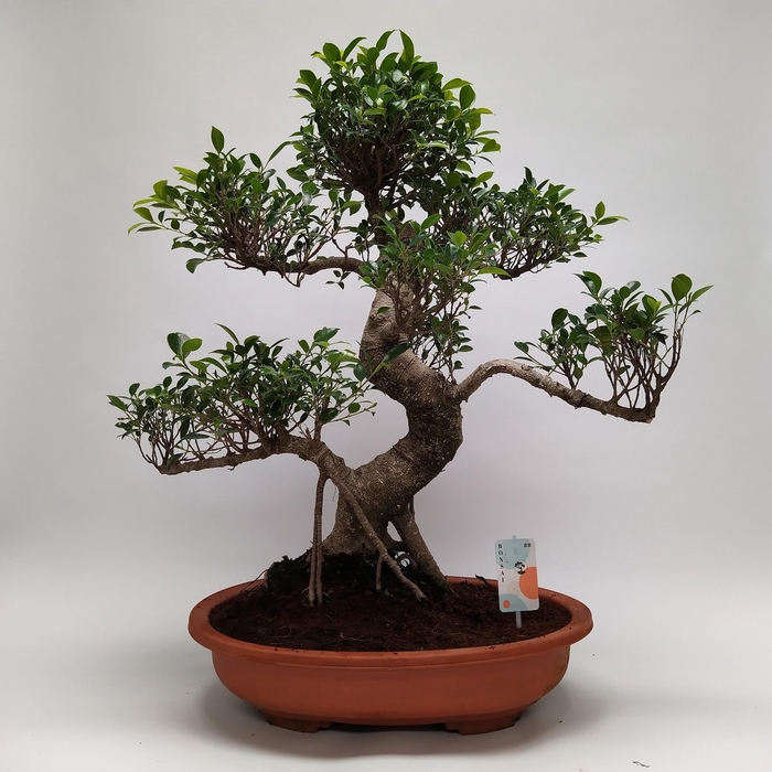 <h4>Ficus Retusa S-shape Bonsai 50 cm</h4>