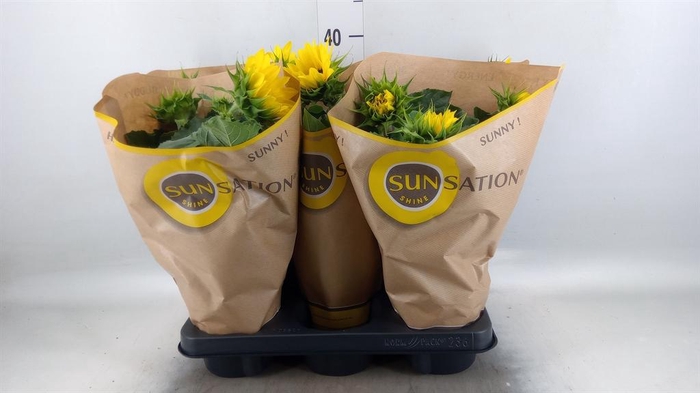 <h4>Helianthus an. 'Sunsation'</h4>