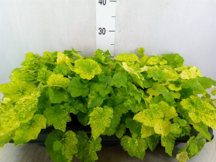 <h4>Tolmiea menziesii   ...variegated</h4>