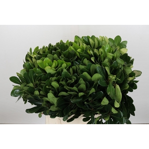 Pittosporum Nurit