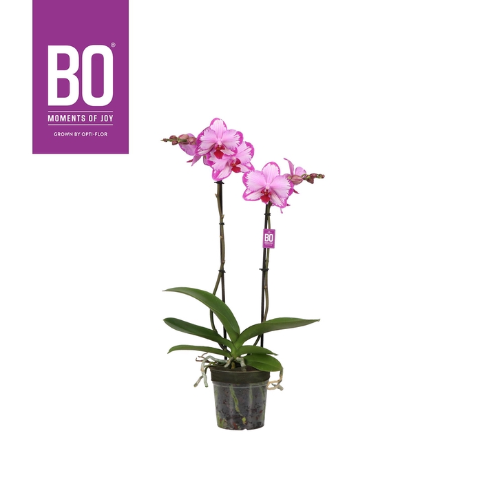 <h4>Funda P12 BO Toshi 2 spike</h4>