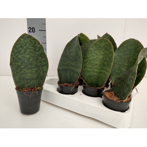 SANSEVIERIA GRANDIS