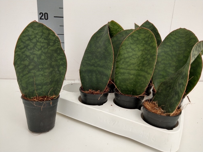 SANSEVIERIA GRANDIS