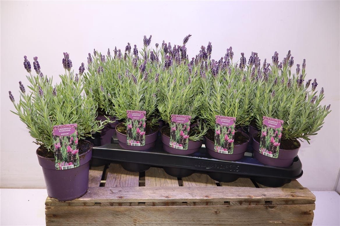 <h4>Lavan S Anouk</h4>