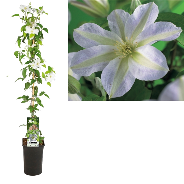 <h4>Clematis 'Yukikomachi' +light label</h4>