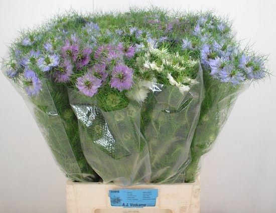 <h4>NIGE DAMASCENA OV</h4>