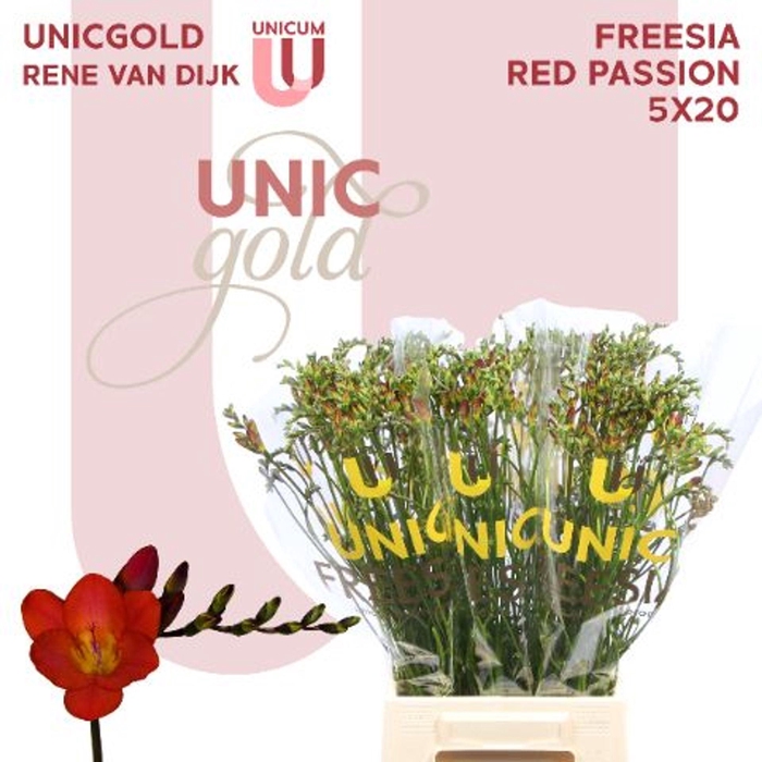 <h4>Freesia EN 'Red Passion'</h4>