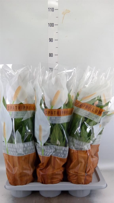 <h4>Spathiphyllum  'Sweet Chico'</h4>