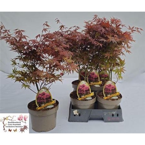 Acer Pa Atropurpureu