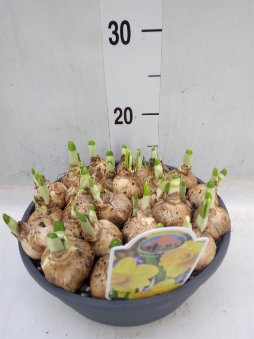 <h4>Narcissus ...</h4>