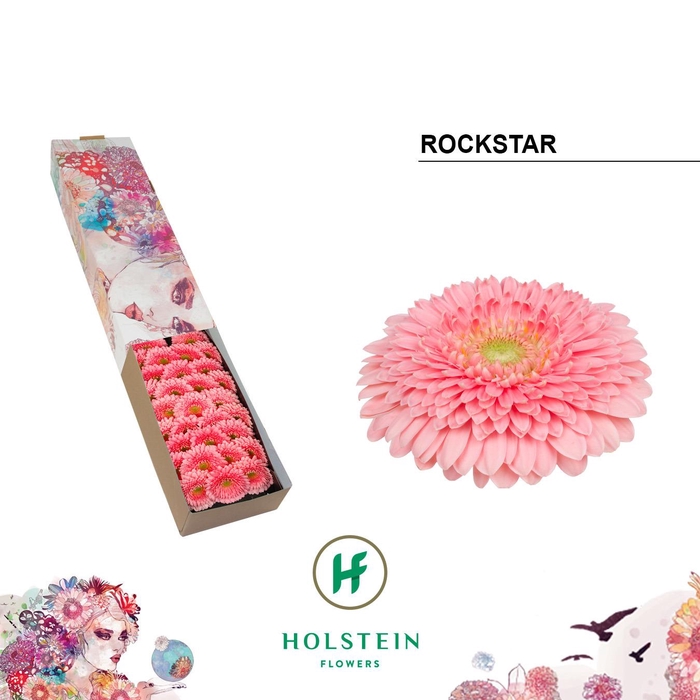 <h4>Germini Pomponi Rockstar Doos</h4>