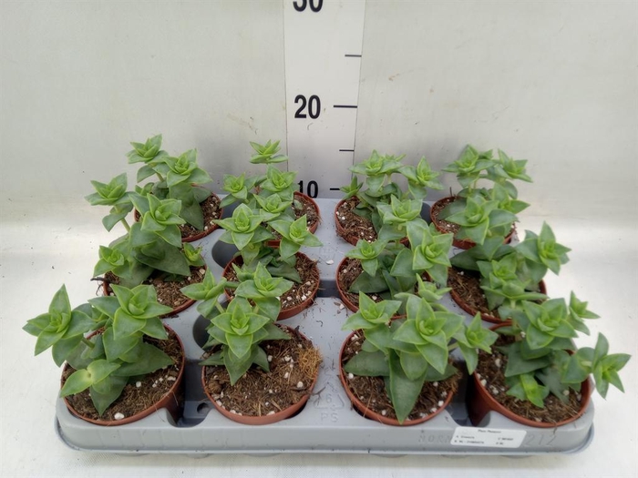<h4>Crassula perforata</h4>