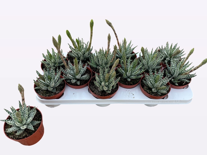 <h4>ALOE HUMILIS</h4>