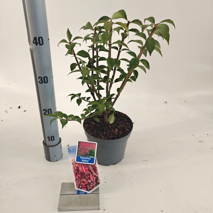 <h4>Euonymus alatus</h4>
