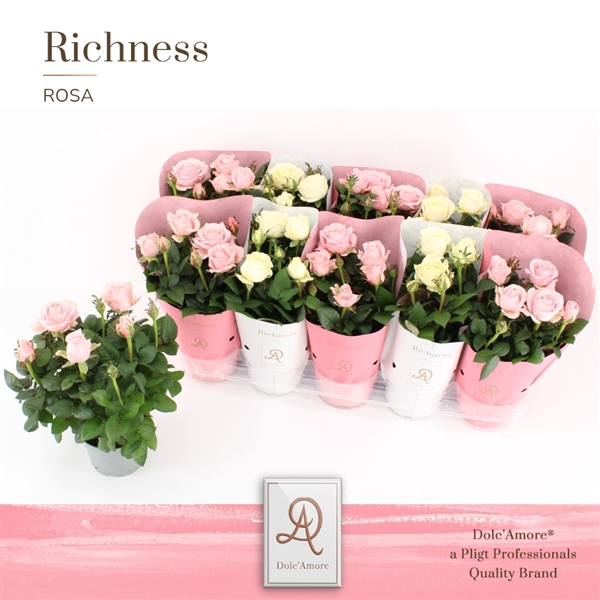 Potroos INFINITY Mix Wit/Roze P105 Dolc'Amore® Richness