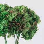 Hydrangea / Hortensia Nat.Green / Red HRT/2120