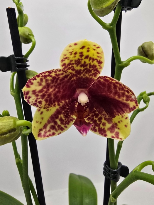 <h4>Limited 52 week10</h4>